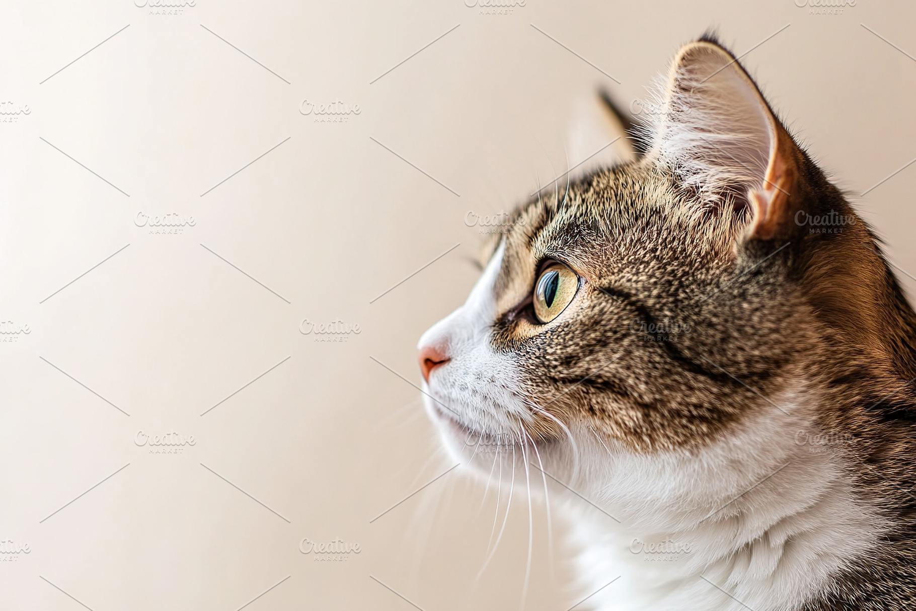 Cute cat on beige background, an Animal Photo by AlyaAnd