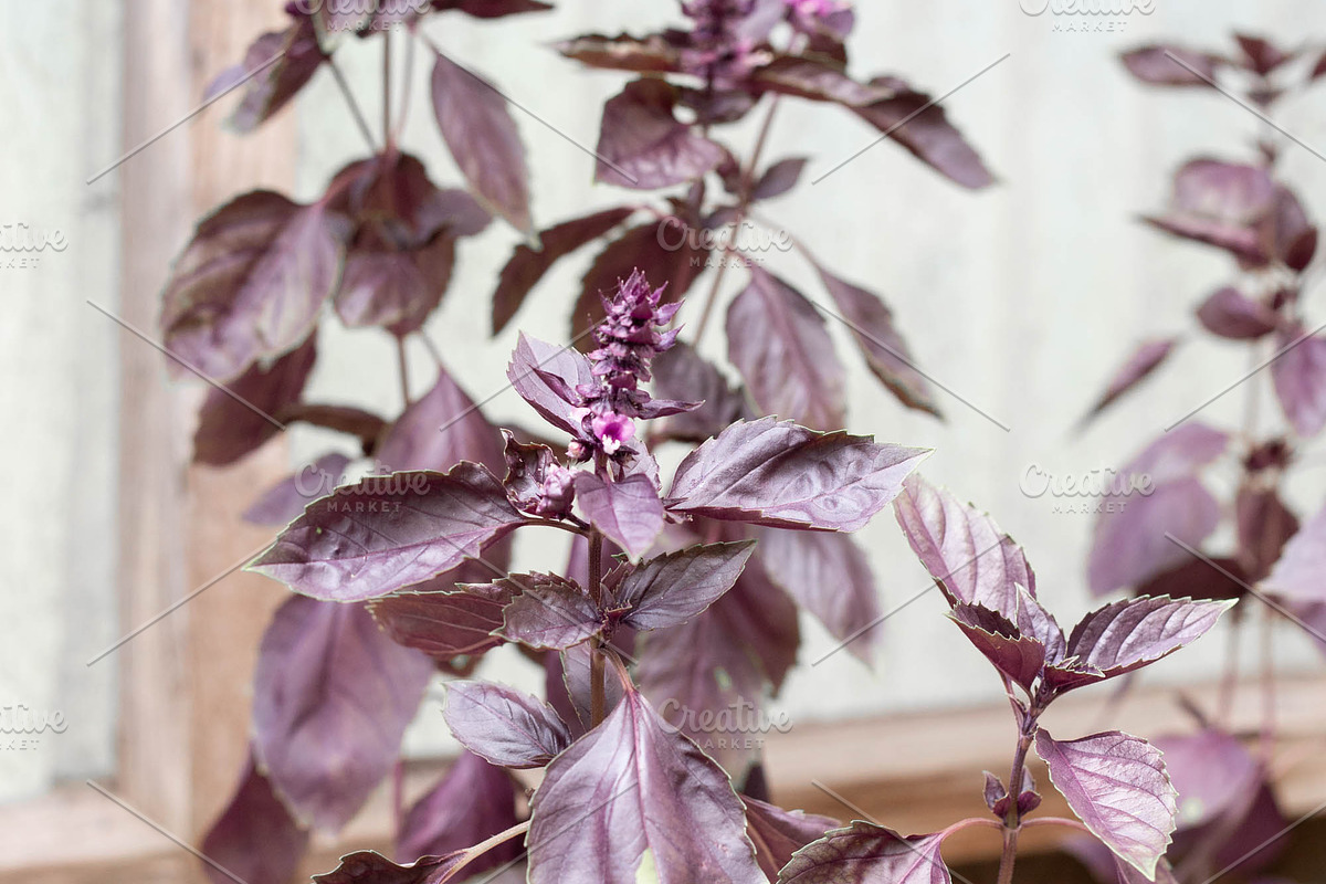 Herbalism Stock Photo Bundle, a Health & Medical Photo by Wellness Stock Market (Photo 7 of 16)