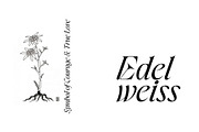 Amode Ethan Serif Font Family, a Serif Font by Ryul Davidson (Thumbnail 19 of 20)