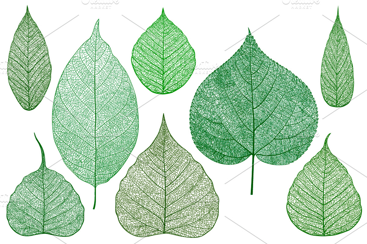 Big set of vector isolated leaves, an Object Graphic by Doodley Store
