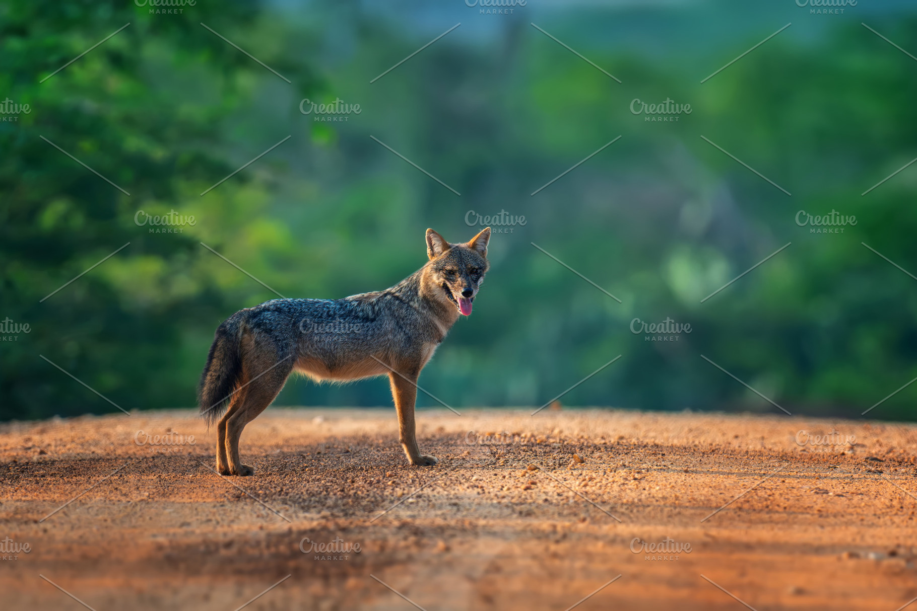 Coyote standing on a dirt road in a lush green forest during the, an Animal Photo by Byrdyak