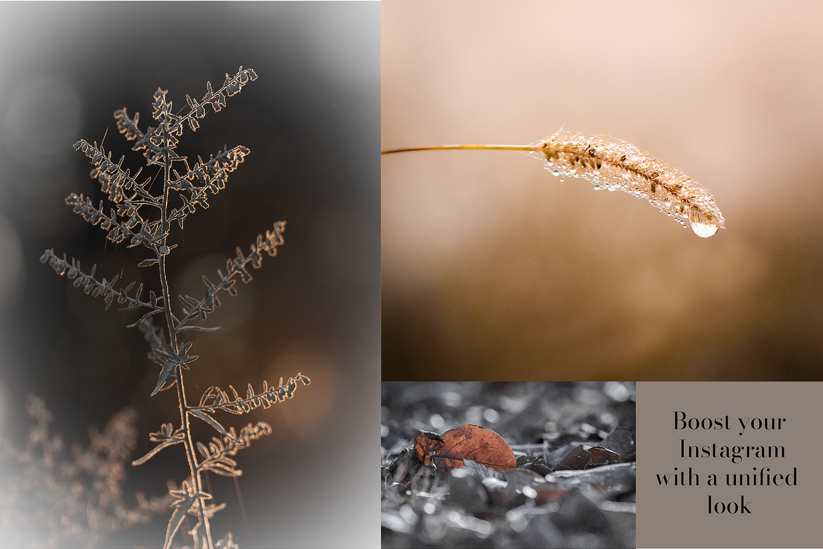 Golden Lightroom Presets, an Action Add-On by CL Creative Studio (Photo 8 of 9)