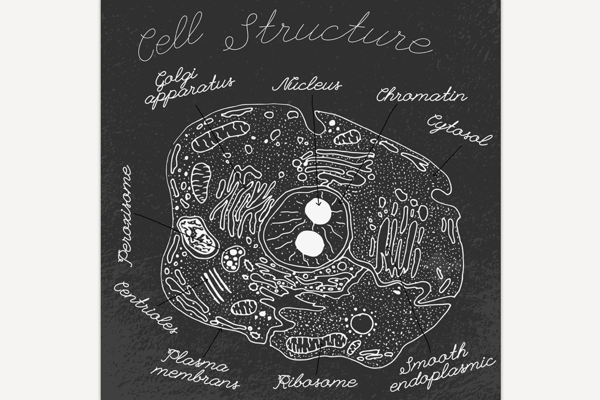 Hand Drawn Cell, an Animal Illustration by Anna's Shop