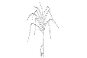Cymbopogon Citratus or Lemon Grass, an Illustration by patrimonio