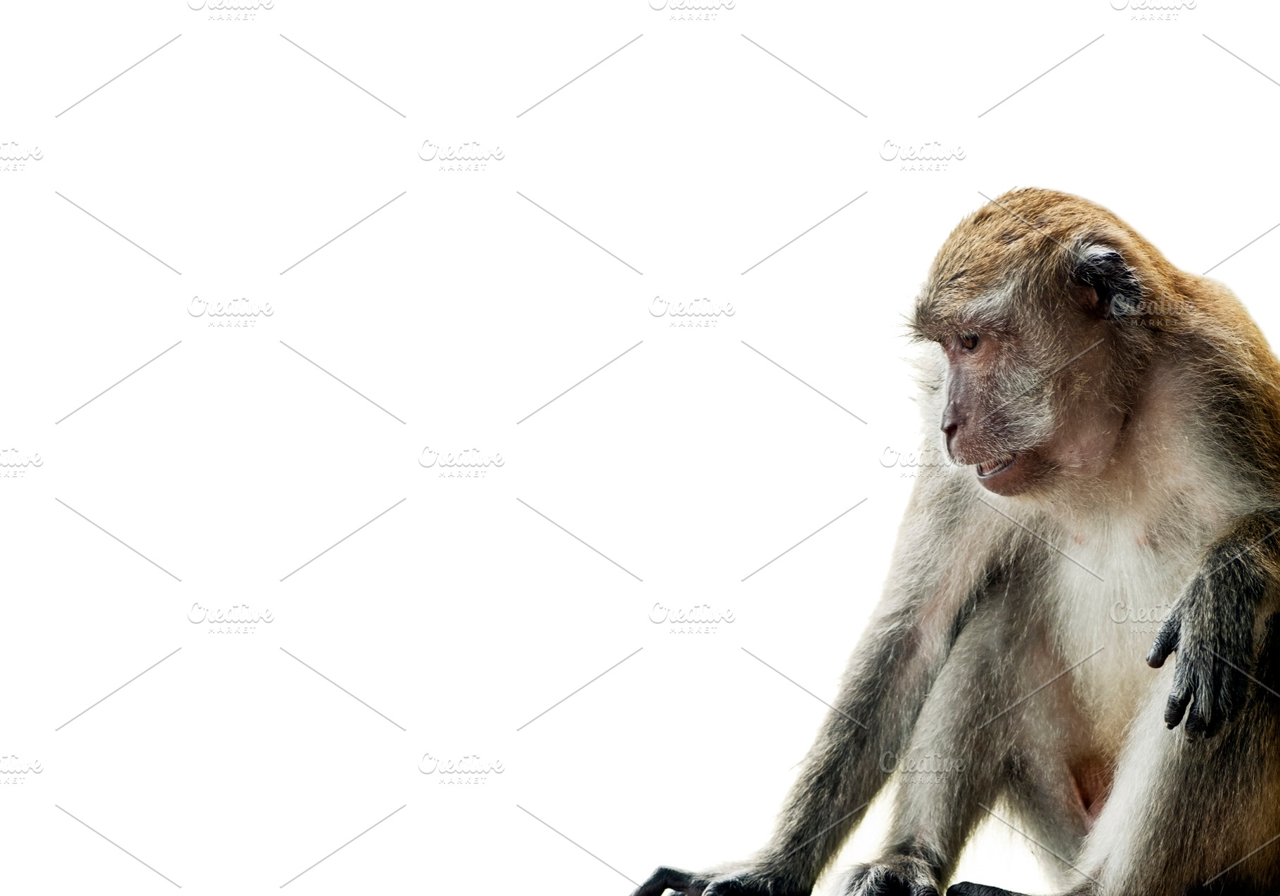 Monkey Isolated On White, an Animal Photo by THP Creative