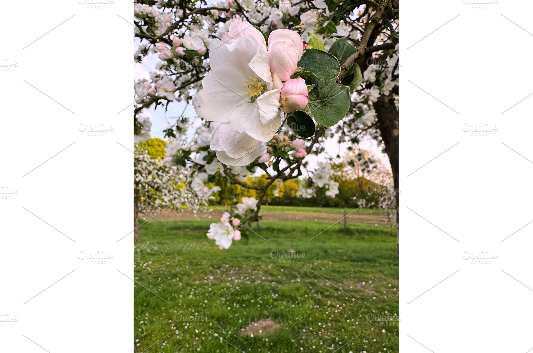 Close-up of blooming white and pink, a Photo by tilialucida