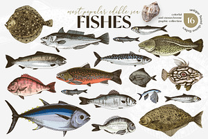 Most popular edible sea fishes