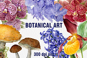 Botanical art watercolor and pencils, a Food Illustration by ViktoriArt (Thumbnail 1 of 16)
