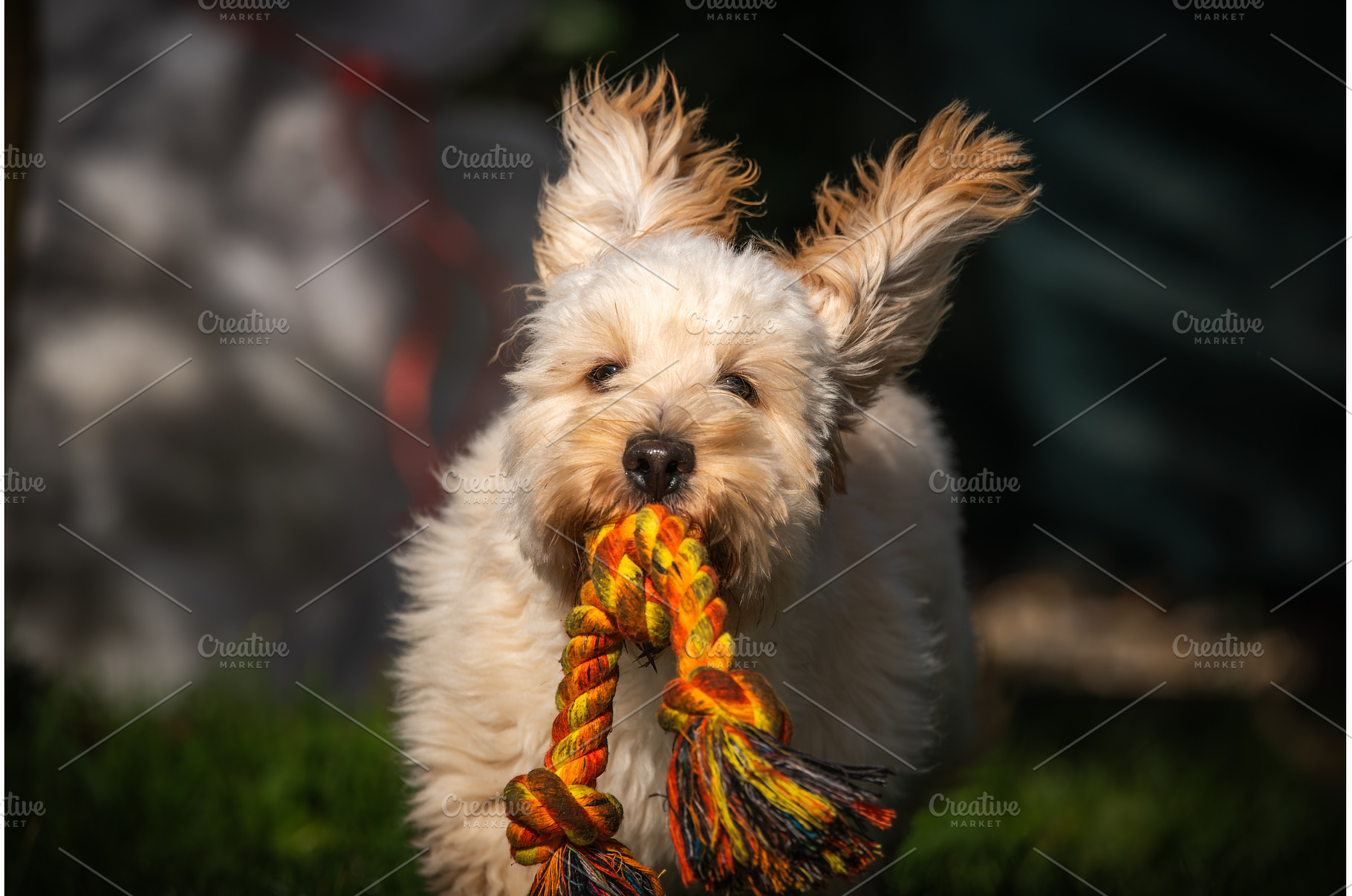 Maltipoo Puppy Running Towards, an Animal Photo by MadPhotos