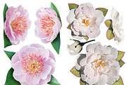 Peonies and white  roses, an Object Graphic by Adamskyistudio (Thumbnail 2 of 2)