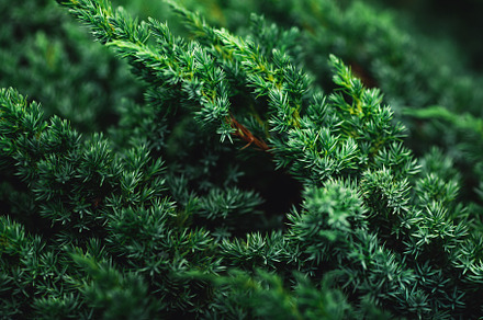 Beautiful dark green background, a Nature Photo by Varnava_photo