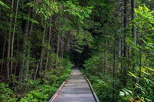 Wooden pathway leading through dense green forest with tall tree, a Nature Photo by Byrdyak