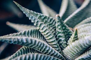 Desert plant stock photo containing desert plant and desert