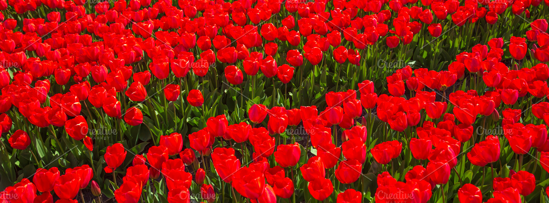High angle view of red tulip rows, seamless spring field texture, a Photo by Pictures for you!!!!!!!!!