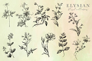 Elysian Floral Collection, an Illustration by Eclectic Anthology (Thumbnail 15 of 15)