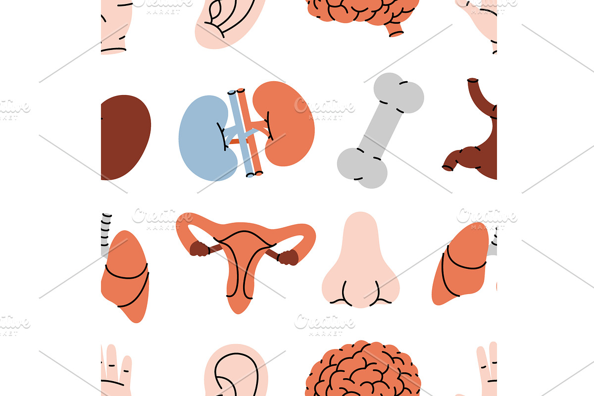 Human organs pattern. Internal, an Illustration by GraphiShop