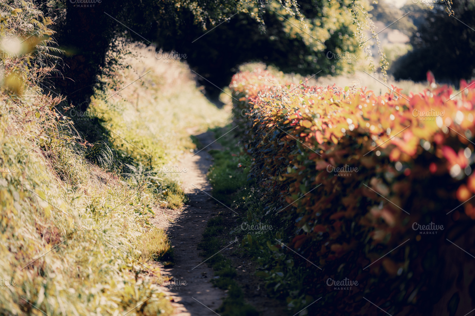 Camino trail with autumn hedges, a Nature Photo by SkyNext