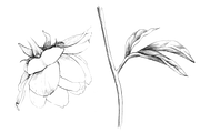 Hand Sketched Peonies, an Object Graphic by VictoriaKStudio (Thumbnail 6 of 9)