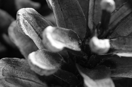 Greyscale Pinecone