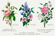 Flore des Dames Vintage French, an Illustration by French Kiss Collections (Thumbnail 5 of 16)