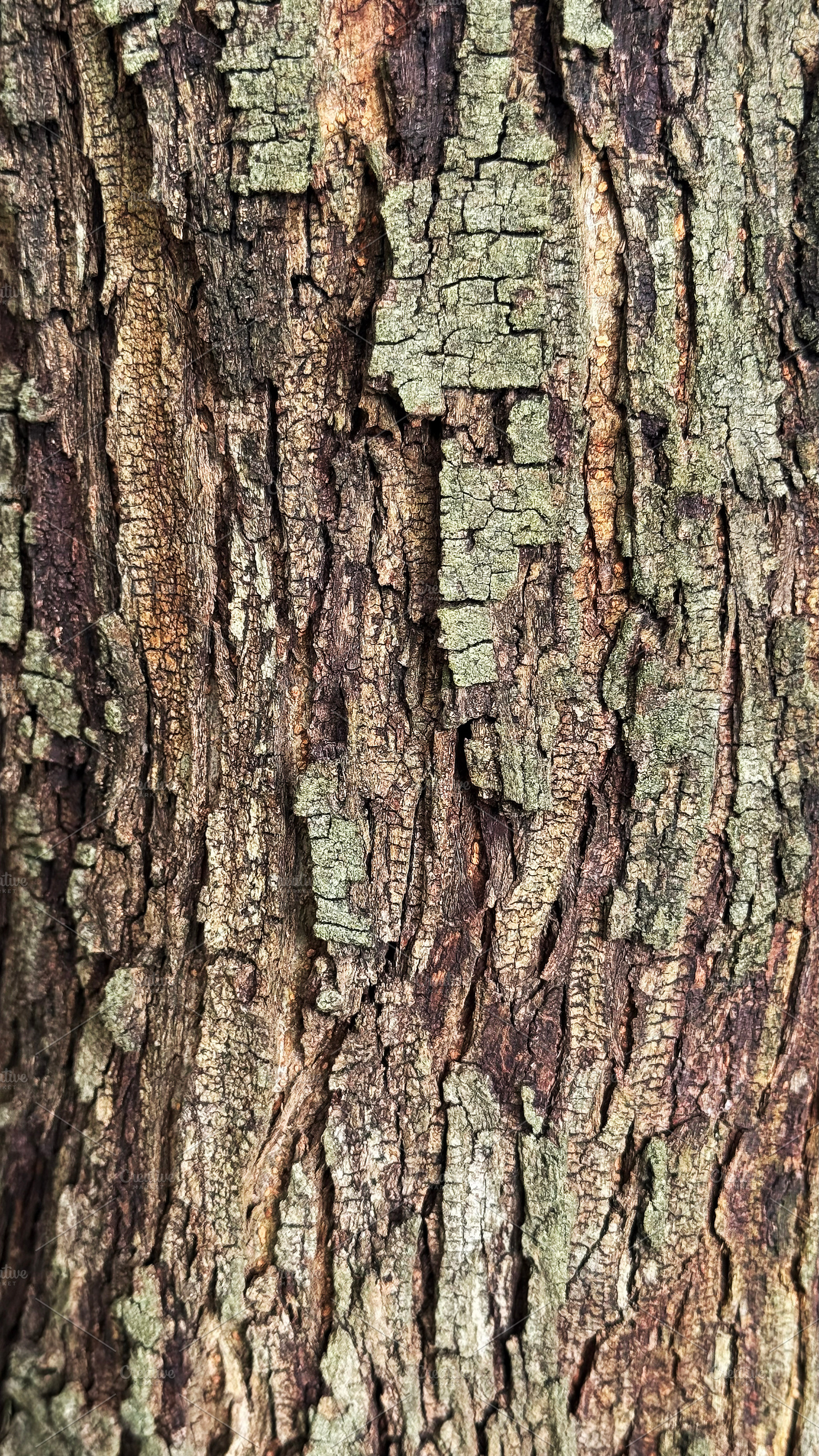 Tree texture background, a Nature Photo by ArtBackground