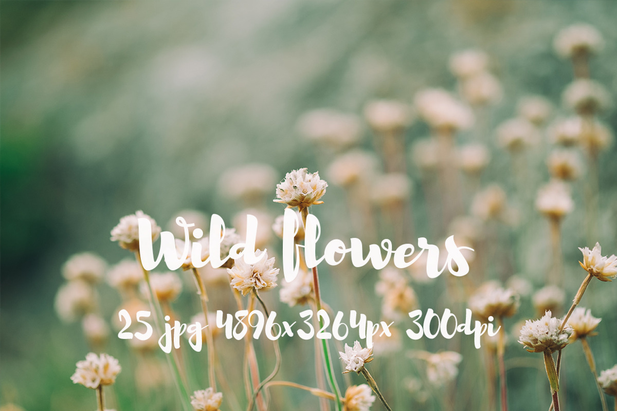 Wild Flowers II, a Templates & Theme by ApertureVintage (Photo 13 of 14)