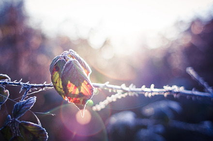 First spring shots 4 containing spring, depth of field, and detail preview 6