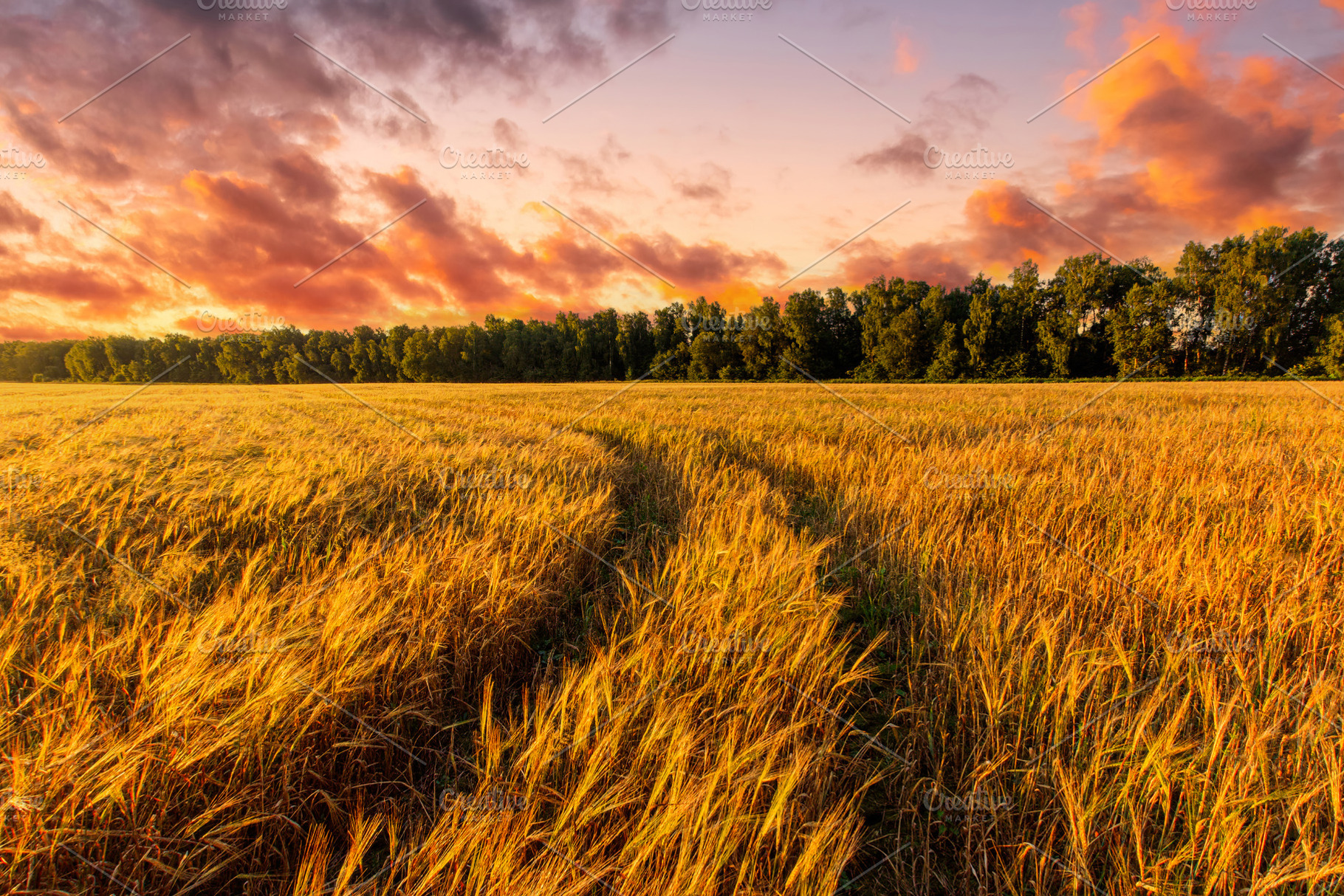 Scenic gold wheat field glistening in evening sun. Harvest lands, a Nature Photo by Eugene_Photo