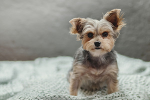 Puppy on a Blanket., an Animal Photo by René Jordaan Photography