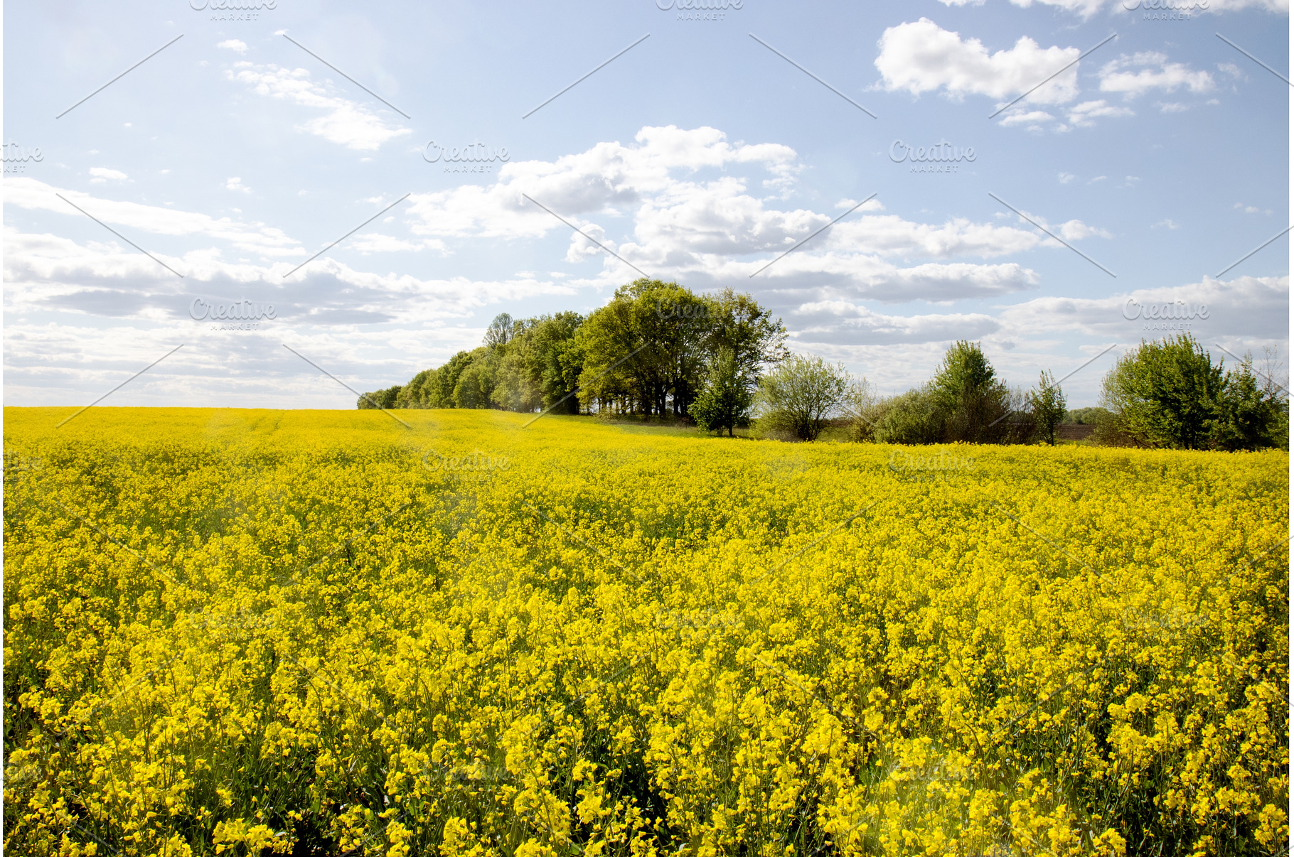 Stunning landscape of bright yellow, a Nature Photo by Pakosta