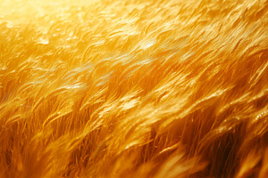 Golden wheat field swaying gently in the warm sunlight., a Background Photo by ImageMir
