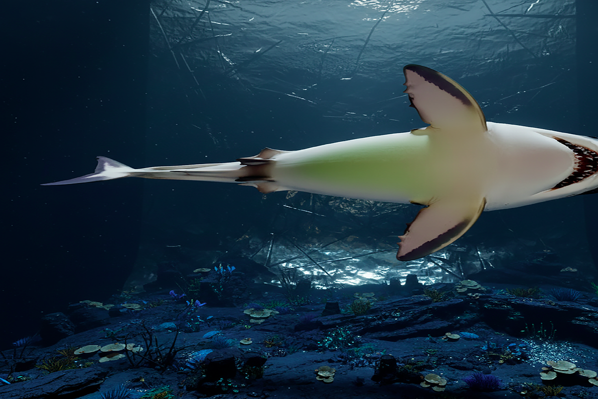 Realistic Shark 3D Model, an Animal 3D Model by Temer (Photo 1 of 6)
