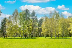 Green park forest with green trees, a Nature Photo by Vapi