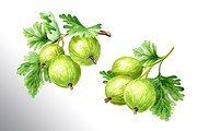 Amber Gooseberry. Watercolor set, a Food Illustration by Daria Ustiugova (Thumbnail 12 of 23)