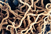 72 Microscopic Fungi Backgrounds, a Background Graphic by h.utomo (Thumbnail 3 of 72)