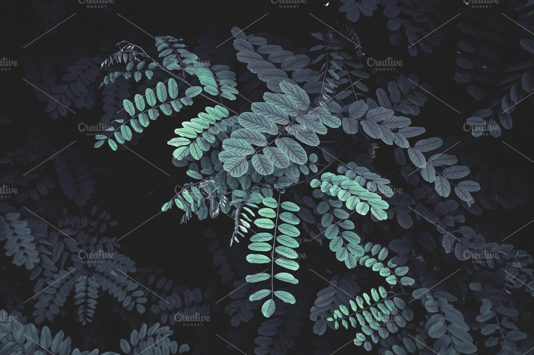 Turquoise leaves on black background containing leaves, twigs, and branches, a Nature Photo by c l a r a X Y