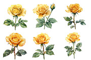 Watercolor Yellow Rose clipart, an Illustration by Designworld (Thumbnail 2 of 5)