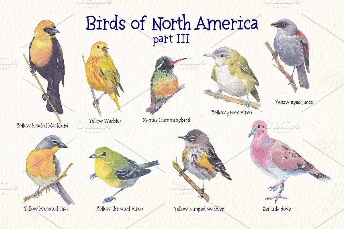 Birds of North America part 3, an Animal Illustration by Art & Things (Photo 3 of 8)