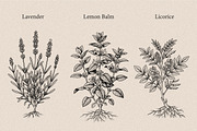 30 Medicinal Herbs & Plants, a Decorative Illustration by Gonez Studio (Thumbnail 7 of 19)