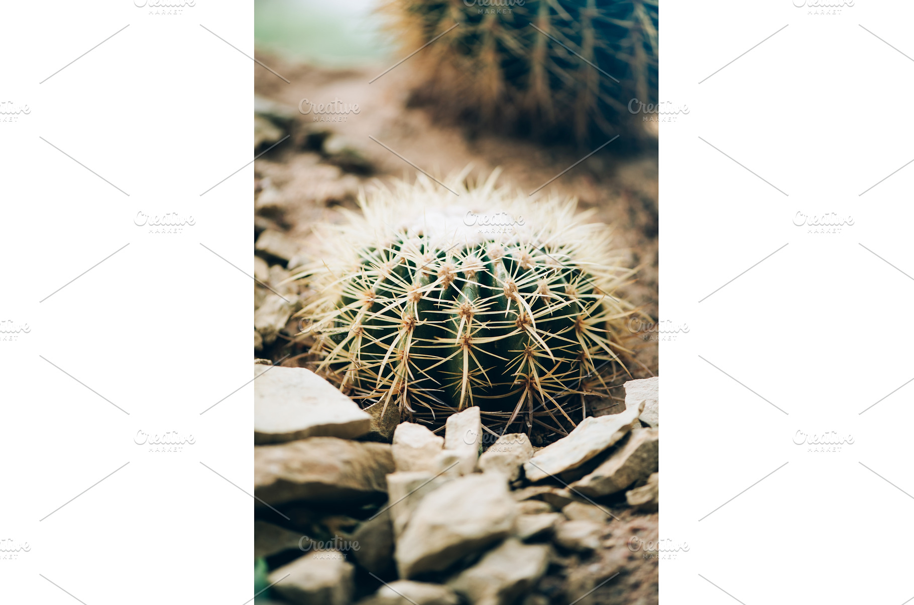 Green cactus background. Succulent, a Nature Photo by Enjoy Photo