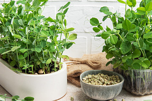Microgreens growing in pots with seeds in a bowl on a table, a Food & Drink Photo by Olena Rudo