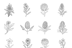 Australian Native Flowers Clipart