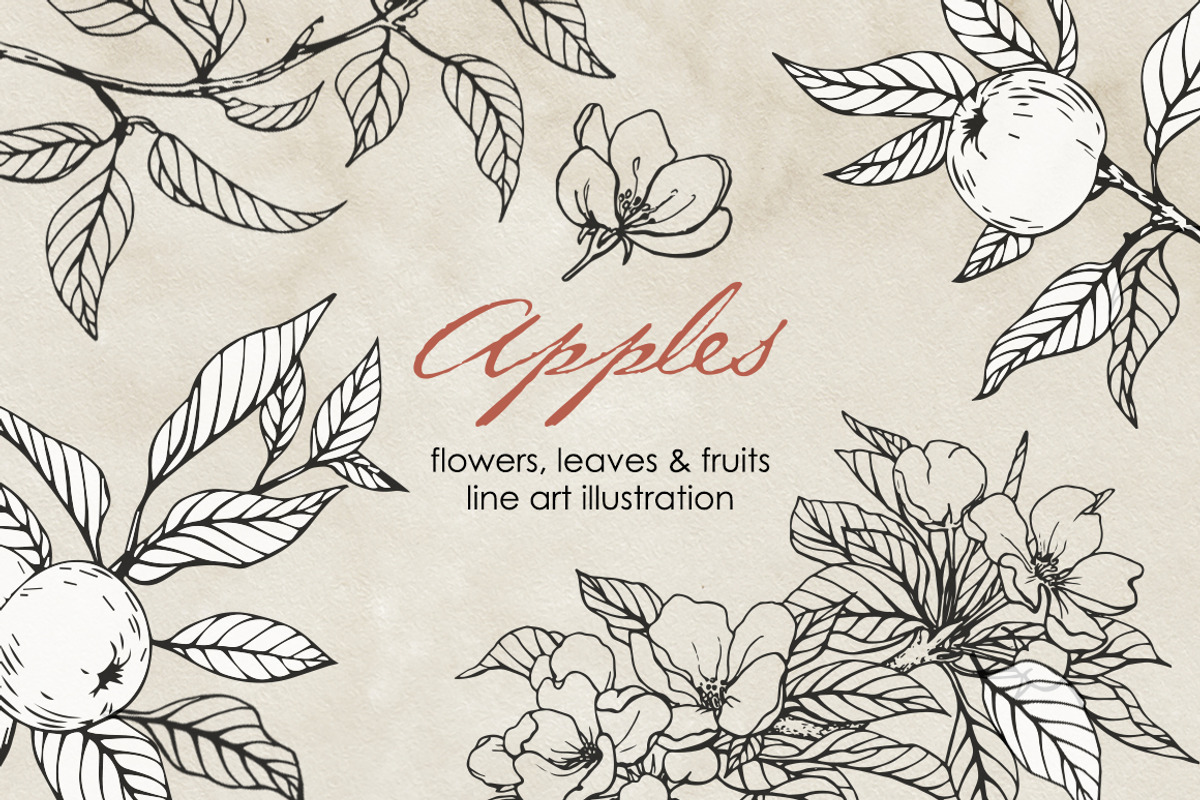 Apple blossom & fruit. Vector set, a Decorative Illustration by ON_lineart_store (Photo 1 of 12)