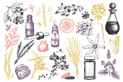 Aromatic Plants & Flowers Vector Set, a Healthcare Illustration by Yevheniia (Thumbnail 3 of 9)