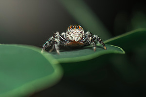 Massive Garden Jumping Spider, an Animal Photo by Rob D Animal Photography