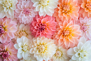 Bright pink, orange, and white dahlias bloom beautifully in a vibrant floral ar, a Nature Photo by AlyaAnd