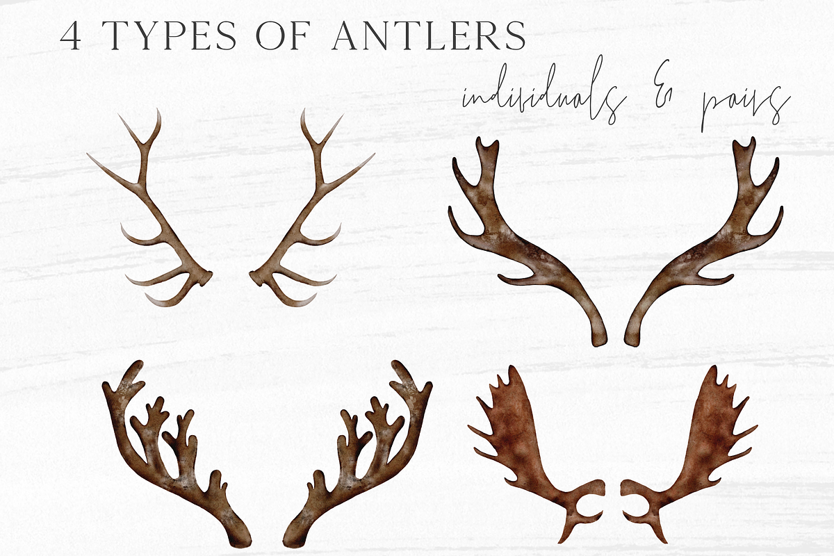 Antlers & Florals Wedding Clipart, an Illustration by Wooly Pronto (Photo 5 of 6)