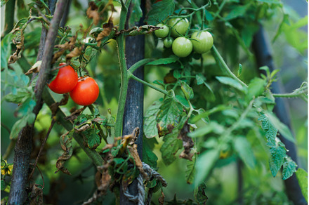 Close up of tomatoes growing in the, a Food & Drink Photo by HalfPoint