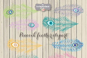 VECTOR Peacock Feather Clipart