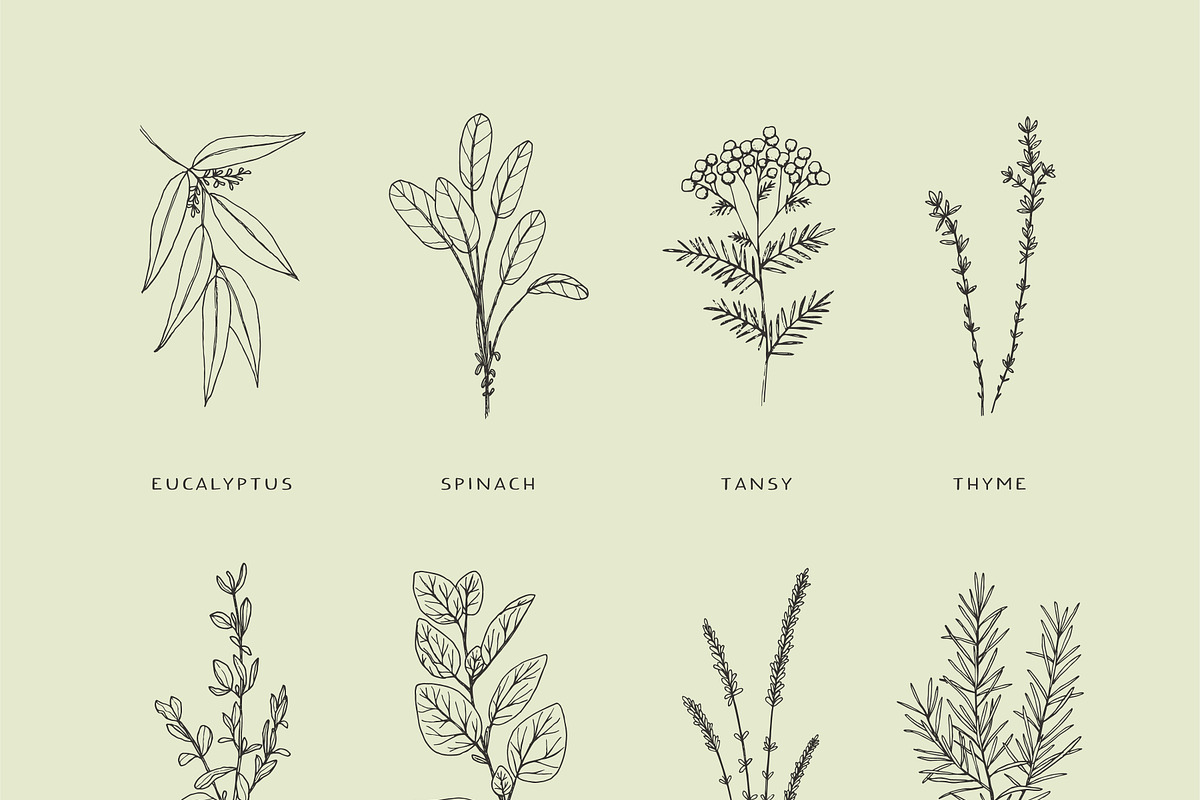 Cooking Herbs & Plants, an Illustration by Crocus Paperi (Photo 3 of 3)